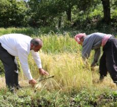 Bitlis'te geleneksel yöntemlerle ekilen kursunç pirincinde hasat başladı