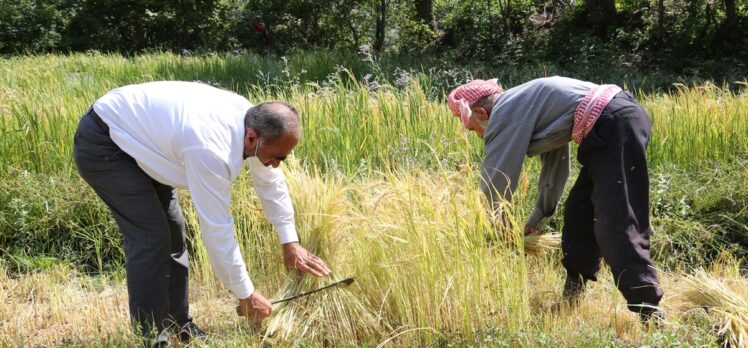 Bitlis'te geleneksel yöntemlerle ekilen kursunç pirincinde hasat başladı