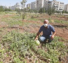 Diyarbakır Bağlar Belediyesinin yetiştirdiği organik meyveler ihtiyaç sahiplerine dağıtıldı