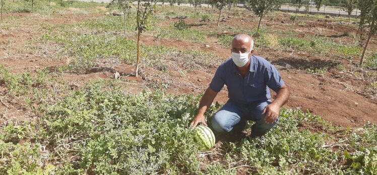 Diyarbakır Bağlar Belediyesinin yetiştirdiği organik meyveler ihtiyaç sahiplerine dağıtıldı