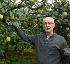 Geyve ayvasında hasat zamanı