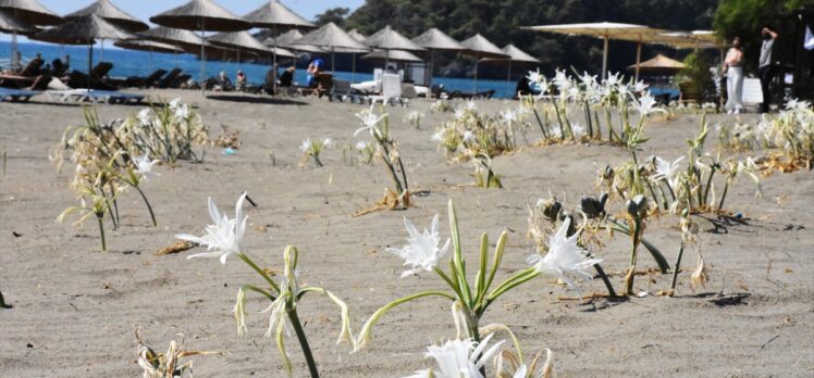 Muğla'da “sahillerin gelini” kum zambakları özenle korunuyor