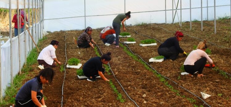 Şırnaklı genç devlet desteğiyle kurduğu serada ilk fidanları toprakla buluşturdu