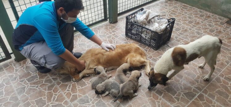 Trabzon'da anneleri ölen 4 köpek yavrusu koruma altına alındı