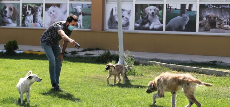 Van'da ölmek üzereyken bulunan köpek tedavi edildi