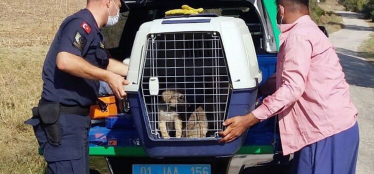 Adana'da terk edilmiş köpek yavrularına jandarma sahip çıktı