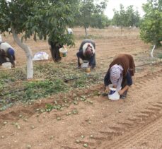 Annesinin memleketine kurduğu ceviz bahçeleriyle tarımsal üretime katkı sağlıyor