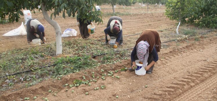 Annesinin memleketine kurduğu ceviz bahçeleriyle tarımsal üretime katkı sağlıyor