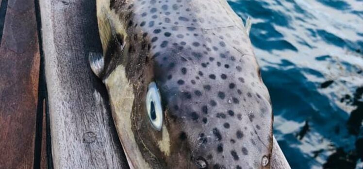 Bodrum'da zıpkınla bir metrelik balon balığı avlandı