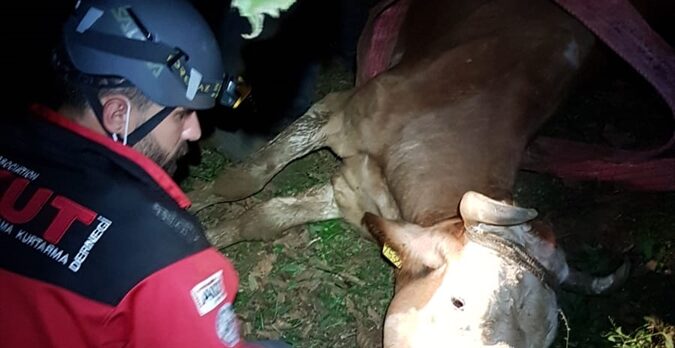 Giresun'da su kanalına düşen büyükbaş hayvan kurtarıldı