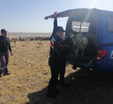 Kayseri'de gözaltına alınan küçükbaş hayvan hırsızlarından biri tutuklandı