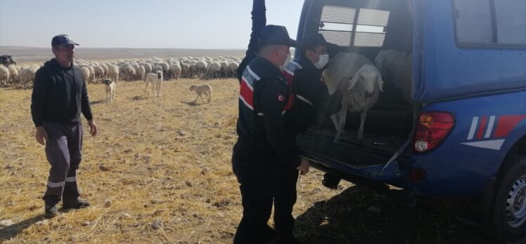 Kayseri'de gözaltına alınan küçükbaş hayvan hırsızlarından biri tutuklandı