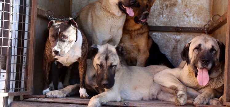 Sivas'ta “tehlikeli ırk” köpek besleyen kişiye 9 bin 563 lira ceza