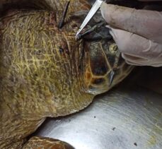 Antalya'da yaralı halde bulunan caretta caretta Muğla'da tedavi ediliyor