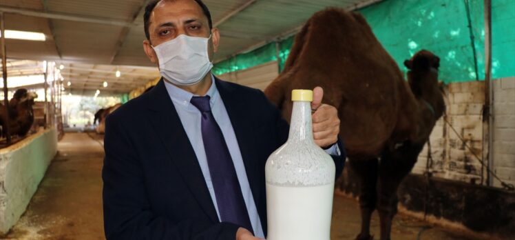 Aydın'da deve sütünden peynir, yoğurt ve ayran yapıldı