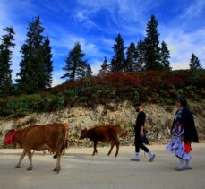 Doğu Karadeniz'de yaylacıların yerleşim yerlerine göç yolculuğu sürüyor