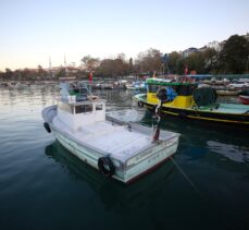 Karadeniz hamsisi en lezzetli dönemine ulaştı