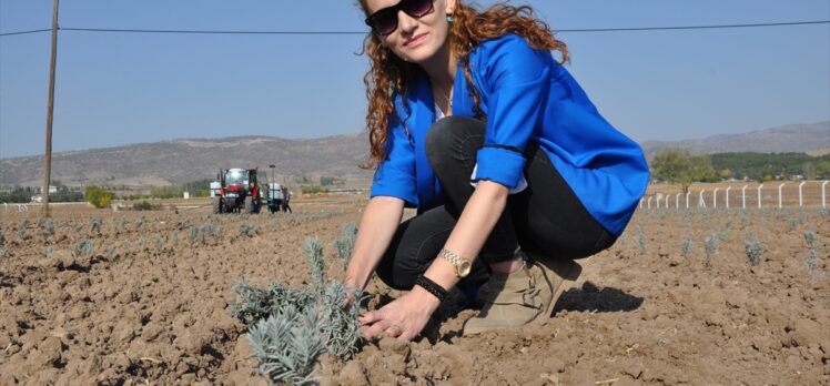 Kokusundan ve görüntüsünden etkilenip memleketine lavanta bahçesi kurdu