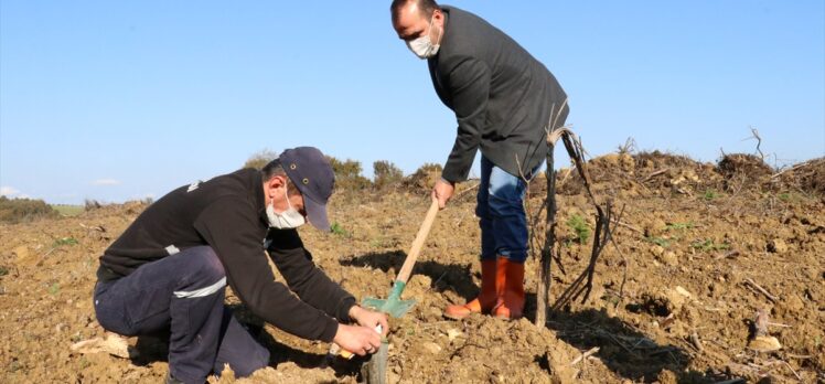 Sakarya'da “Anadolu Ajansı 100. Yıl Hatıra Ormanı” oluşturuldu