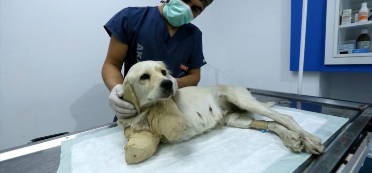 Samsun'da bacakları kesilmiş halde bulunan köpeğin durumu iyiye gidiyor