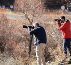 Bingöl'de Athena türü baykuş fotoğrafçıların ilgi odağı oldu