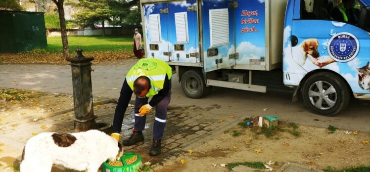 Bursa'da sokak hayvanları için salgın döneminde 62 ton mama dağıtıldı