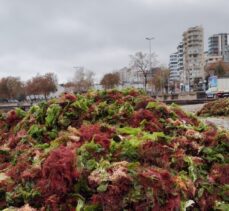 Caddebostan sahilinde denizin rengi kırmızıya büründü