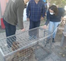 Edirne'de yaralı bulunan tilki tedavi ediliyor