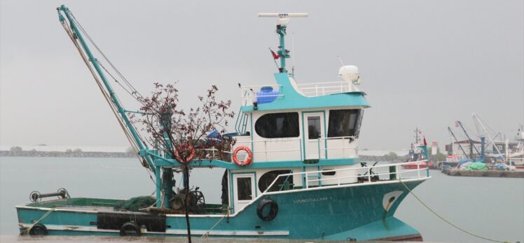 Karadeniz'de balıkçılar denizanasından kurtulmak için “kara yel” bekliyor