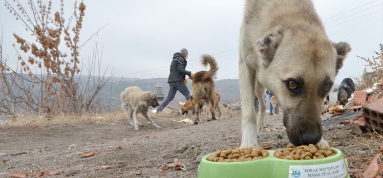 Kars'ta kısmen boşaltılan köyde sahipsiz kalan köpeklere doğa koruma ekipleri sahip çıktı