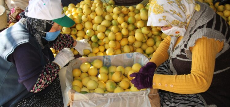 Lamas limonu için Avrupa Birliği coğrafi işaret tescili başvurusu yapılacak