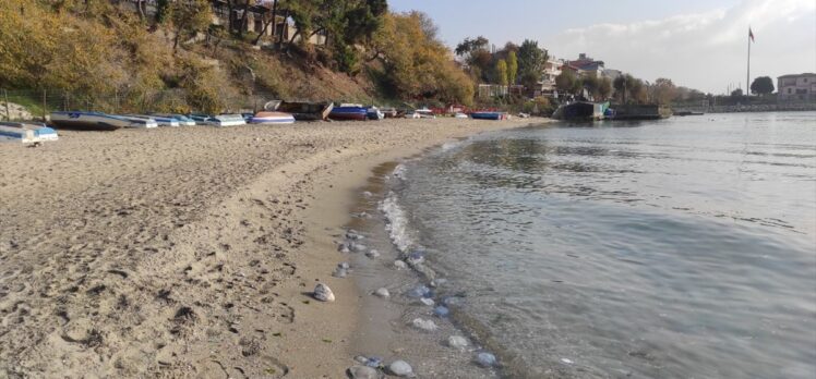 Marmara sahillerinde denizanası yoğunluğu