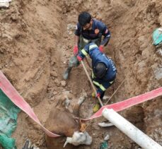 Şanlıurfa'da foseptik çukuruna düşen ineği itfaiyeciler kurtardı