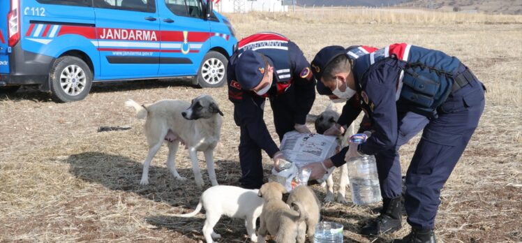 Yozgat'ta jandarma sokak hayvanlarını unutmadı