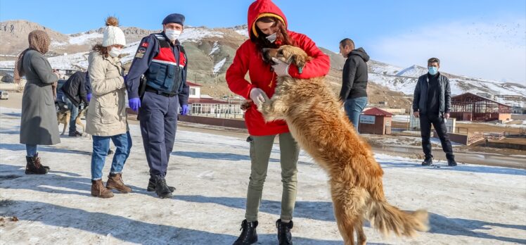 Dondurucu soğuğun etkili olduğu Van'da sokak hayvanlarına yem bırakıldı