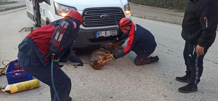 Düzce'de servis minibüsünün altında kalan yaralı köpek kurtarıldı