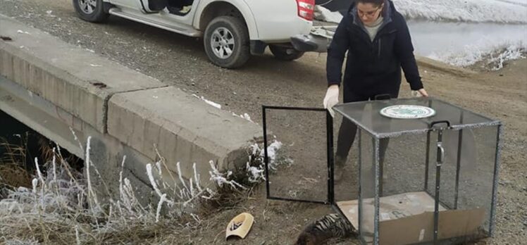 Iğdır'da bitkin halde bulunan su maymunu yavrusu tedavi edildi