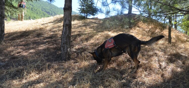 Kahramanmaraş'ta görev yapan 7 hassas burunlu köpek, jandarmanın en büyük yardımcısı