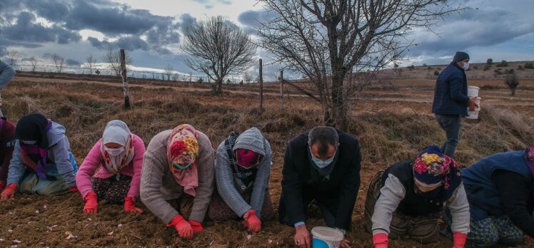 Kastamonu'nun “beyaz altın”ında ekim dönemi başladı