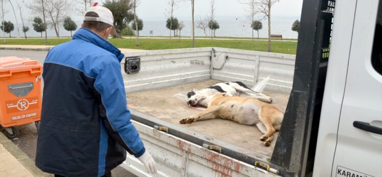 Kocaeli'de 3 sokak köpeğinin ölü bulunmasına inceleme