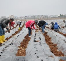 Mardin'de kooperatif kuran kadınlar 20 dönümde çilek üretecek