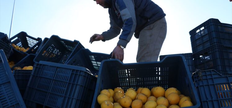 Niğde'de seyir halinde olan tırdaki limon yüklü kasalar yola saçıldı