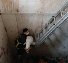 Osmaniye'de asansör boşluğuna düşen köpeği itfaiye kurtardı