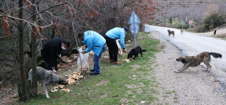 Spil Dağı'ndaki yılkı atları için doğaya yem bırakıldı