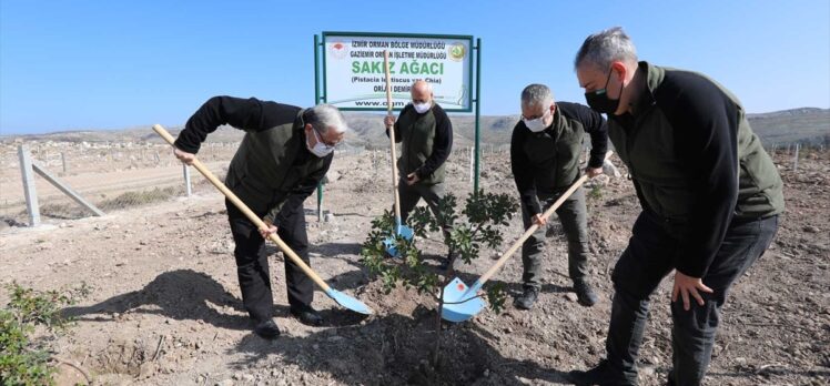 Çeşme'de yangından zarar gören alana 5 bin sakız ağacı fidanı dikildi