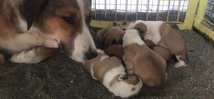 Çorum'da donmak üzereyken bulunan köpek ve 4 yavrusu korumaya alındı