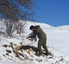 Giresun'da yiyecek bulamayınca şehir merkezine kadar gelen keklikler için doğaya yem bırakıldı