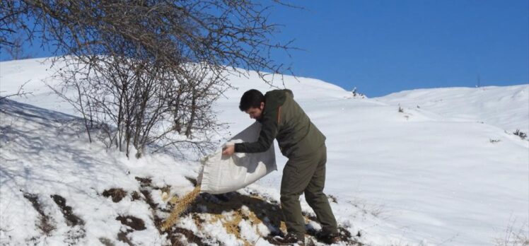 Giresun'da yiyecek bulamayınca şehir merkezine kadar gelen keklikler için doğaya yem bırakıldı