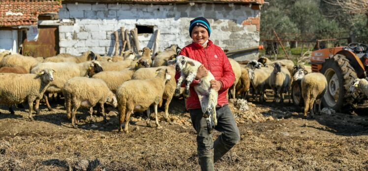 Hayvancılık bilgisiyle sosyal medyada gündem olan Havranlı Şevki Savran'ın koyunları sigortalandı