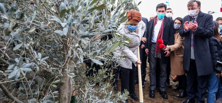 Meral Akşener, salgında hayatını kaybeden sağlıkçılar anısına fidan dikti